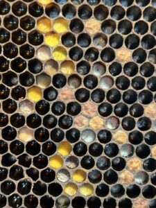 Hive close up