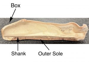 internal anatomy