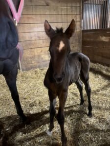 Filly