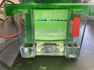 Gel electrophoresis 