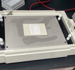 Western blot 