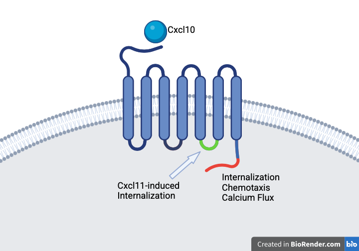 Fig. 1. Visualization of Cxcr3 showing 7 transmembrane domains, cxcl10 binding, and some effects of ligand binding<sup>1</sup>