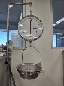 Scale used to weigh organs